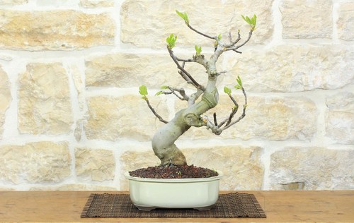 Bonsai fico - bonsai,