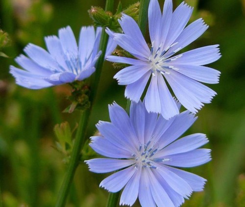 Cichorium seёds 800 - seёds,,