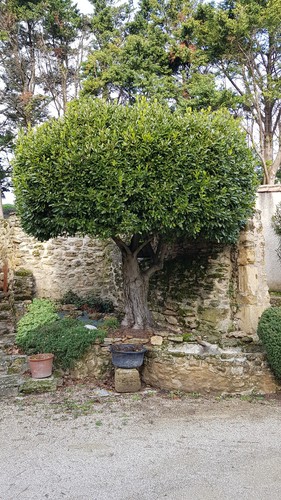 Laurus nobilis laurier sauce - nobilis,