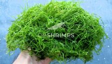 Muschio di Java porzione 6x6 cm / pianta acquario dolce caridine / java moss