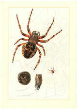 Ragno a croce Araneus ragno a rete per ruote ragno web ragno a colori 1956