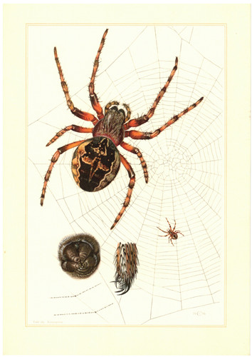 Ragno croce araneus - a, a