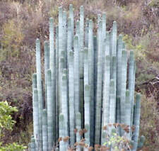 SEMI DI Pachycereus weberi - Cactus colonnare gigante | Cardon Grande |