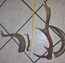 4 Palchi , Corna di cervo ramificate e altro ,collezione tassidermia