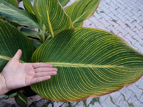 Pianta canna pretoria - pianta,