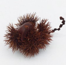 Riccio di Castagna Stabilizzato