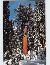 Cartolina Generale Sherman