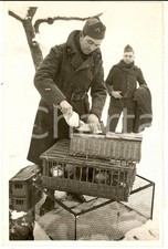 1940 WW2 FRONTE FRANCESE Piccioni viaggiatori dell'esercito - Foto 12x18 cm