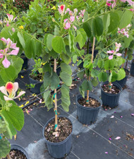 LIVE PLANT 3ft Bauhinia