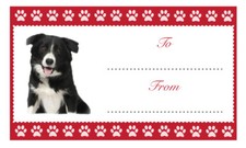 BORDER COLLIE Dog Christmas