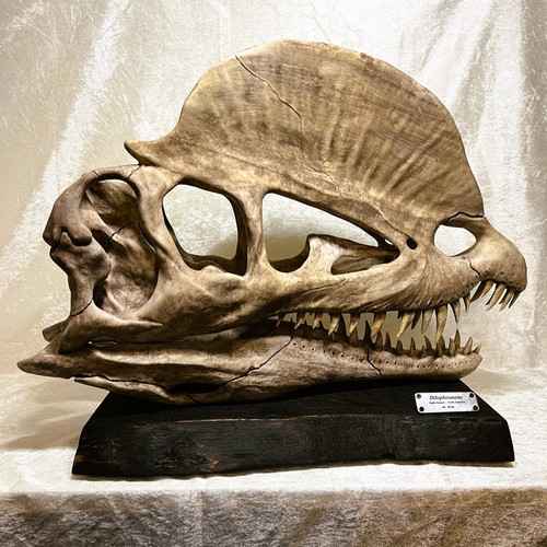 Replica teschio dilophosaurus - replica,