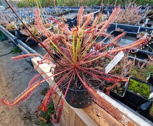 Drosera capensis rubra - drosera,