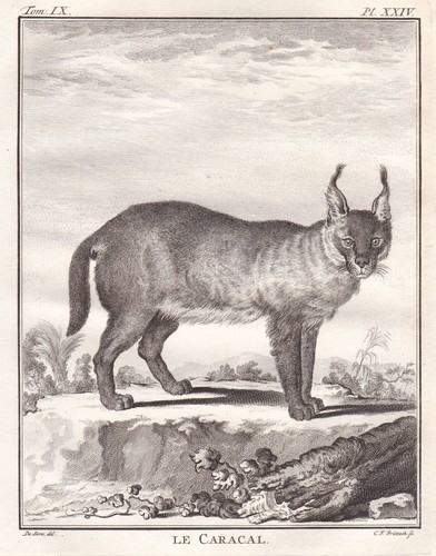 Incisione caracal karakal - incisione, di