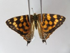 L6160. Unmounted insects