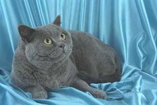458024 British Shorthair Blue