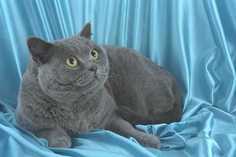 458024 british shorthair blue - 458024,