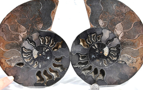 Grande coppia ammonite nera - coppia,