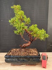 bonsai ginepro chinesis 37 cm