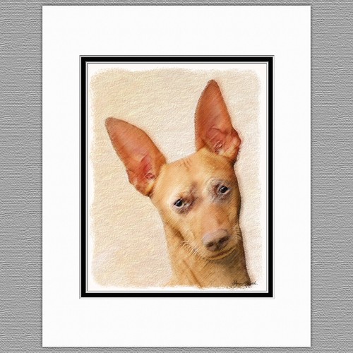 Cirneco dell etna cane stampa - cane,