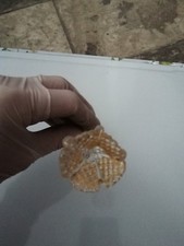 RICAMBI ORIGINALI PER LAMPADARI IN VETRO DI MURANO 