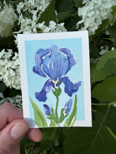 Aceo fiore iris - fiore, di