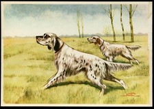 ENGLISH SETTER Brace Working Dog Art Picture Postcard Mario Norfini Italian