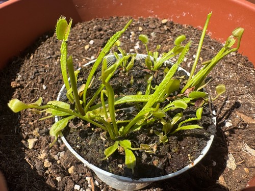 Dionaea muscipula - dionaea,