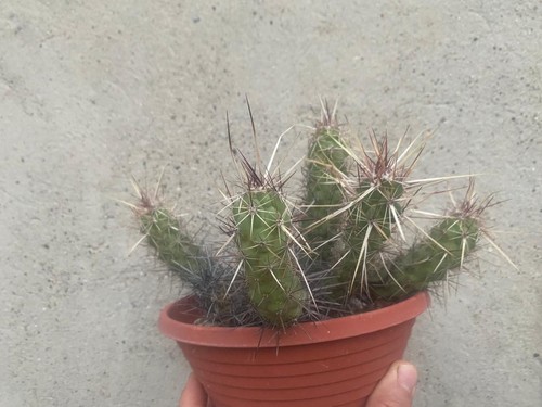 Echinocereus brandeggei - echinocereus,