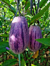 100+ semi di pepino viola