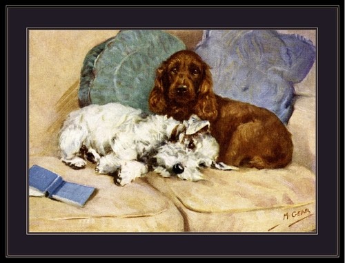 Stampa cocker spaniel - cocker,