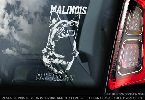 Adesivo auto belga malinois - auto,