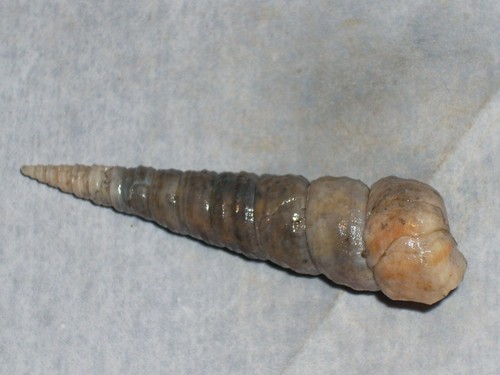 Turritellinella tricarinata - turritellinella,