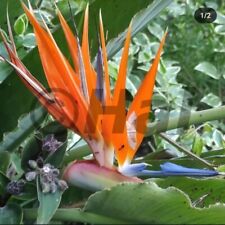 Strelitzia reginae - uccello del paradiso (pianta da vaso/giardino)