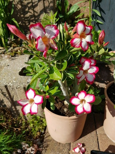 Rosa del deserto adenium - rosa,