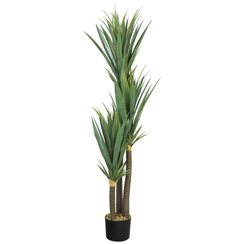 Yucca giglio palma pianta - giglio, di