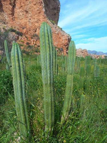 Cactus peruvianus - cactus, 60