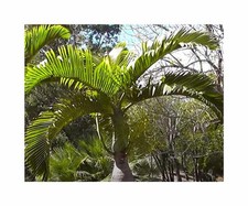 10x Hyophorbe lagenicaulis palma in bottiglia piante da giardino - semi ID1769