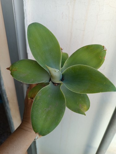 Agave attenuata enraizado - attenuata,
