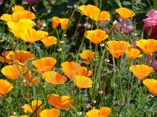 1000 Semi Papavero della