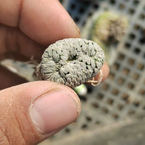 Piantina pelecyphora - piantina,