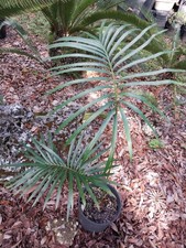 Rare And Exotic Cycas