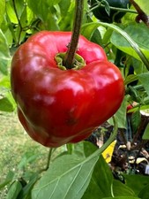 Semi peperoncino - di,