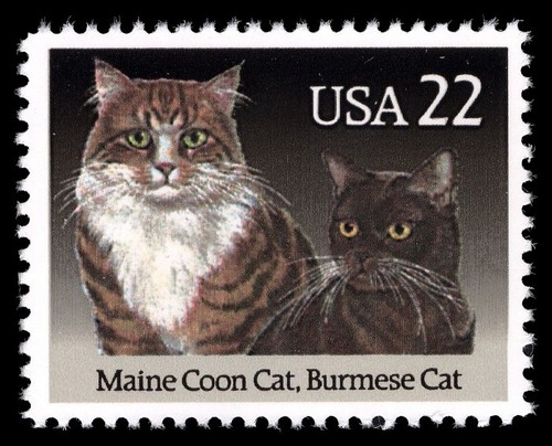 12x cats maine - maine, coon