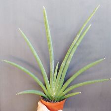 Sansevieria pearsonii. Sansevieria cylindrica Tiara Grand Gazelle, Snake plant