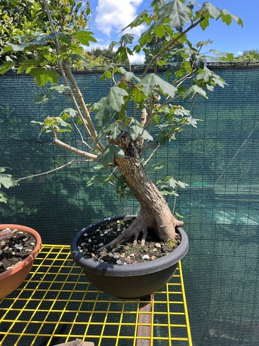 Acero campestre bonsai - acero,