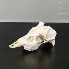 588SKU Teschio di cervo