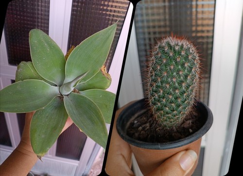 Planta suculenta agave - 2,