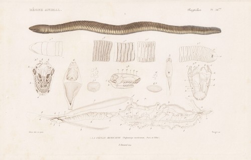 Gymnophiona schleichi messico - schleichi,