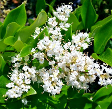 LIGUSTRUM TEXANUM _ LIGUSTRO _