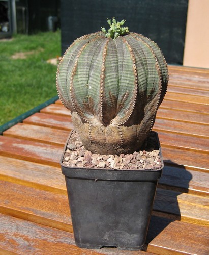 Euphorbia obesa pianta adulta - obesa,,